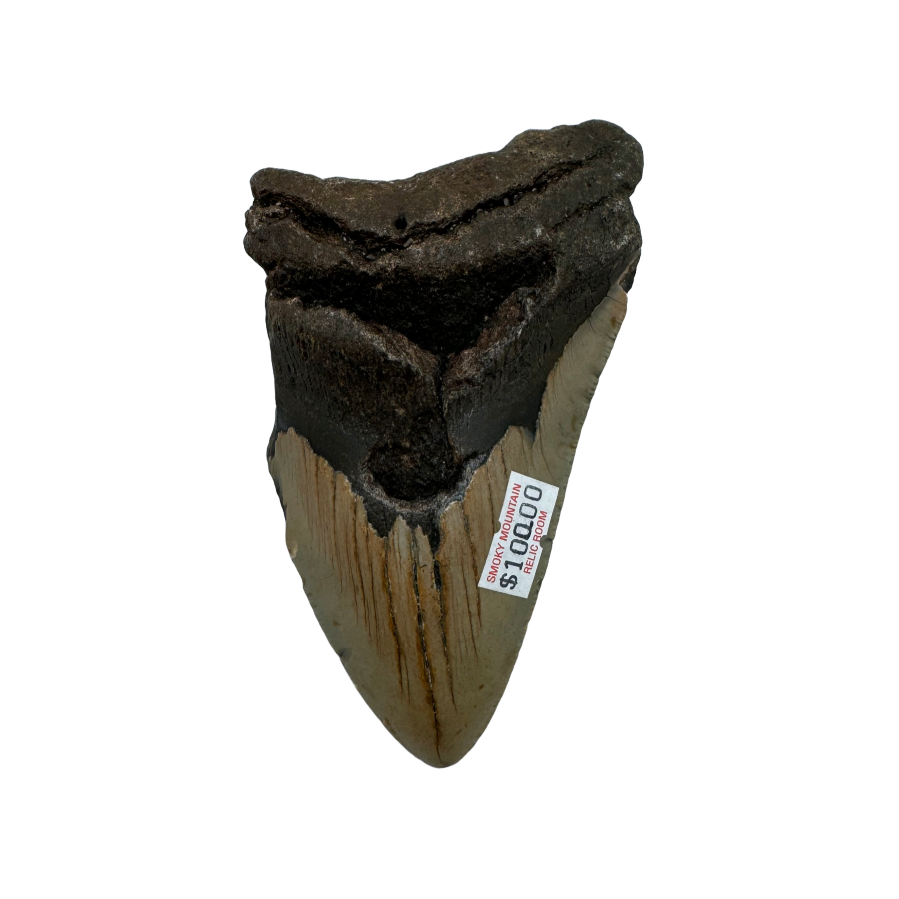Megalodon Tooth A grade 3/4