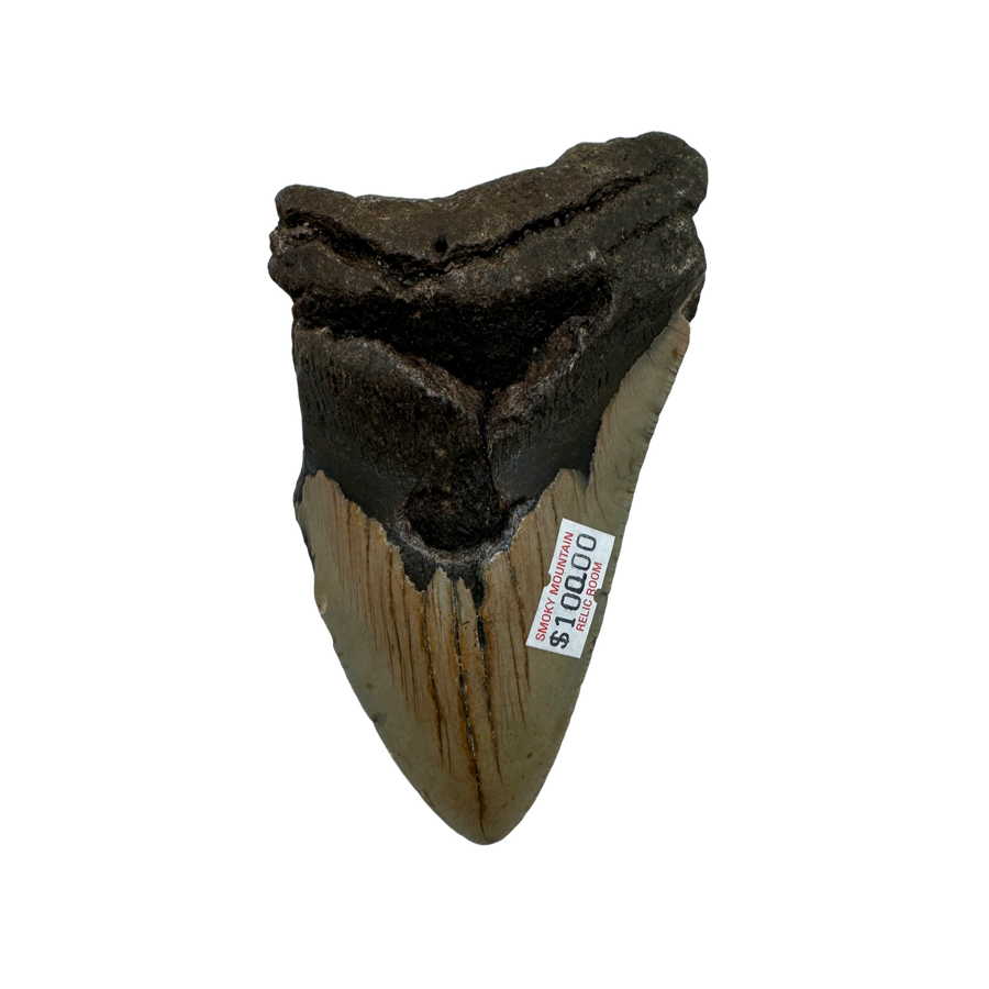 Megalodon Tooth A grade 3/4