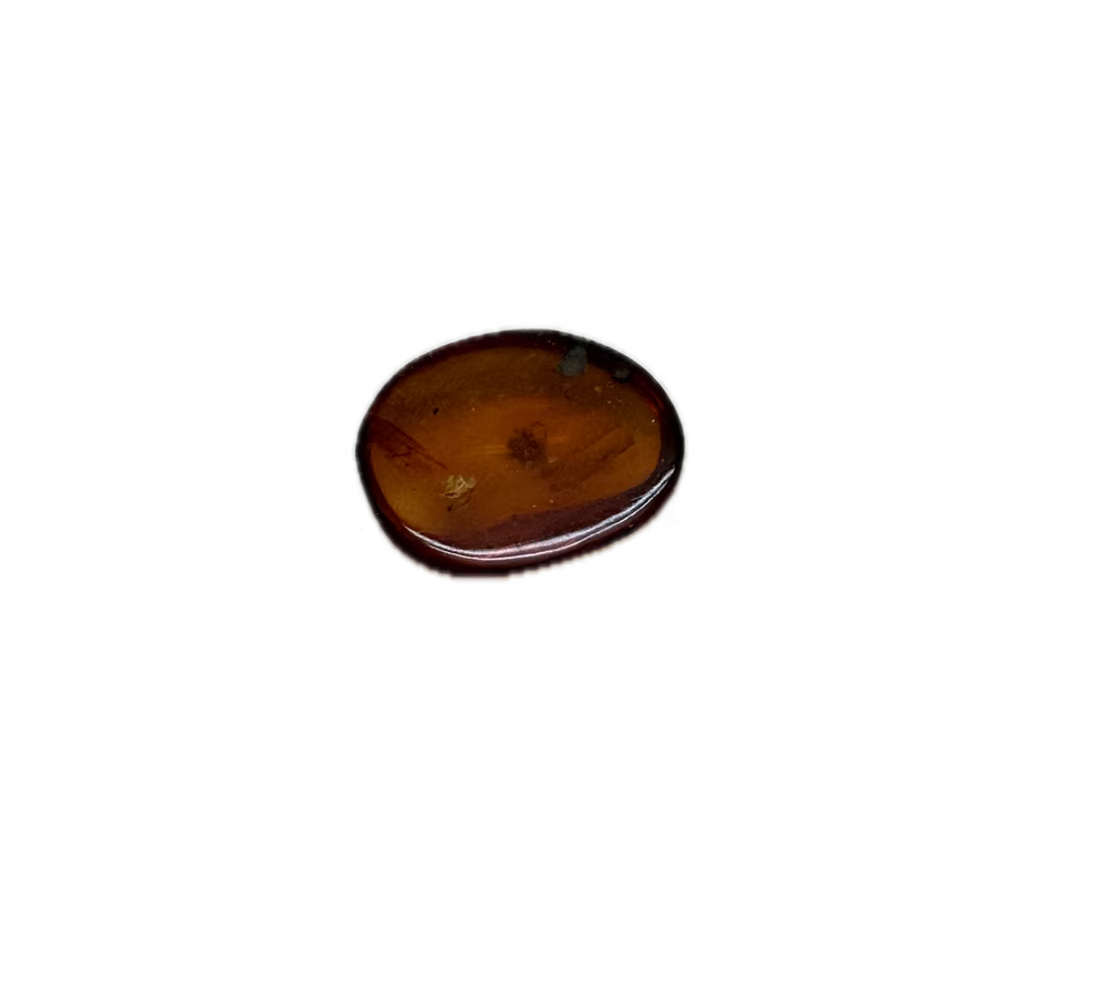 Insect in Dinosaur Age Burmite "Amber"