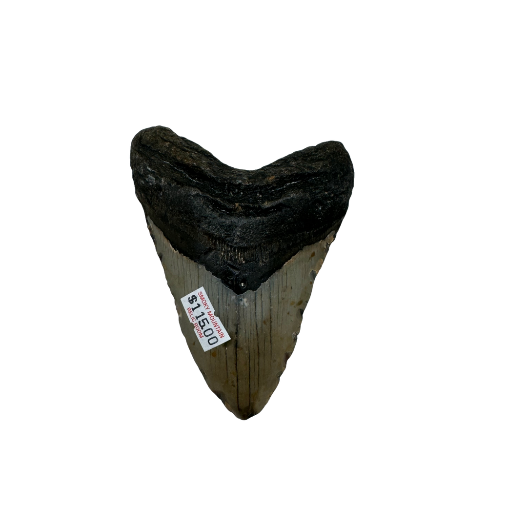 Megalodon Tooth A- grade