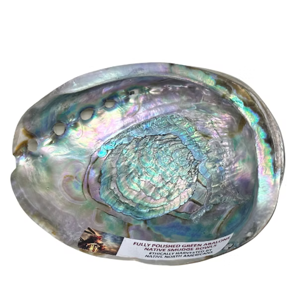 Polished Abalone Shell