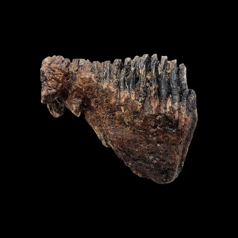 Ice Age Woolly Mammoth Tooth Fossil – Authentic Pleistocene Specimen (England)