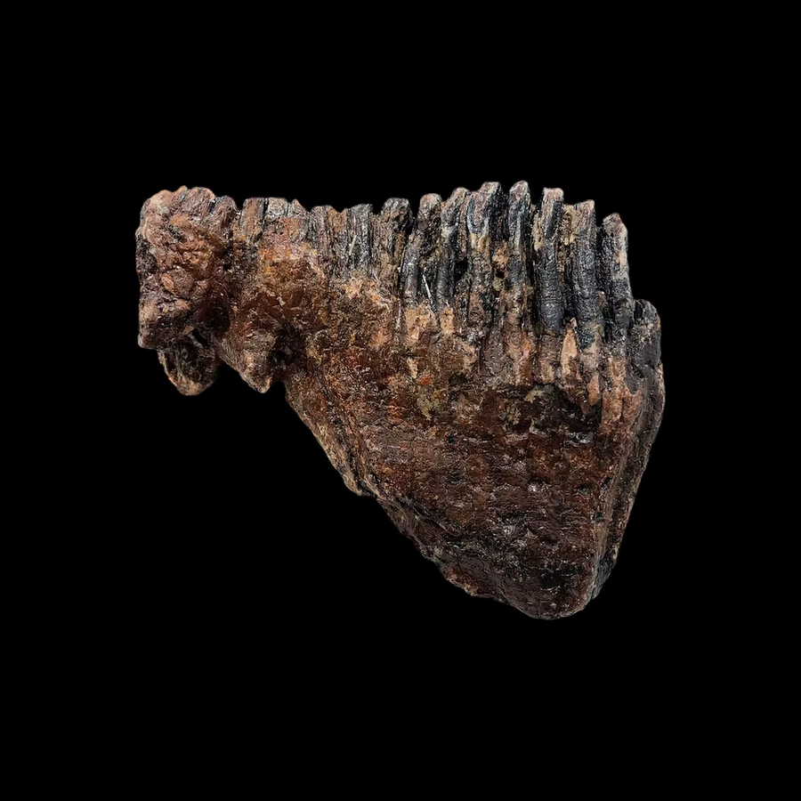 Ice Age Woolly Mammoth Tooth Fossil – Authentic Pleistocene Specimen (England)