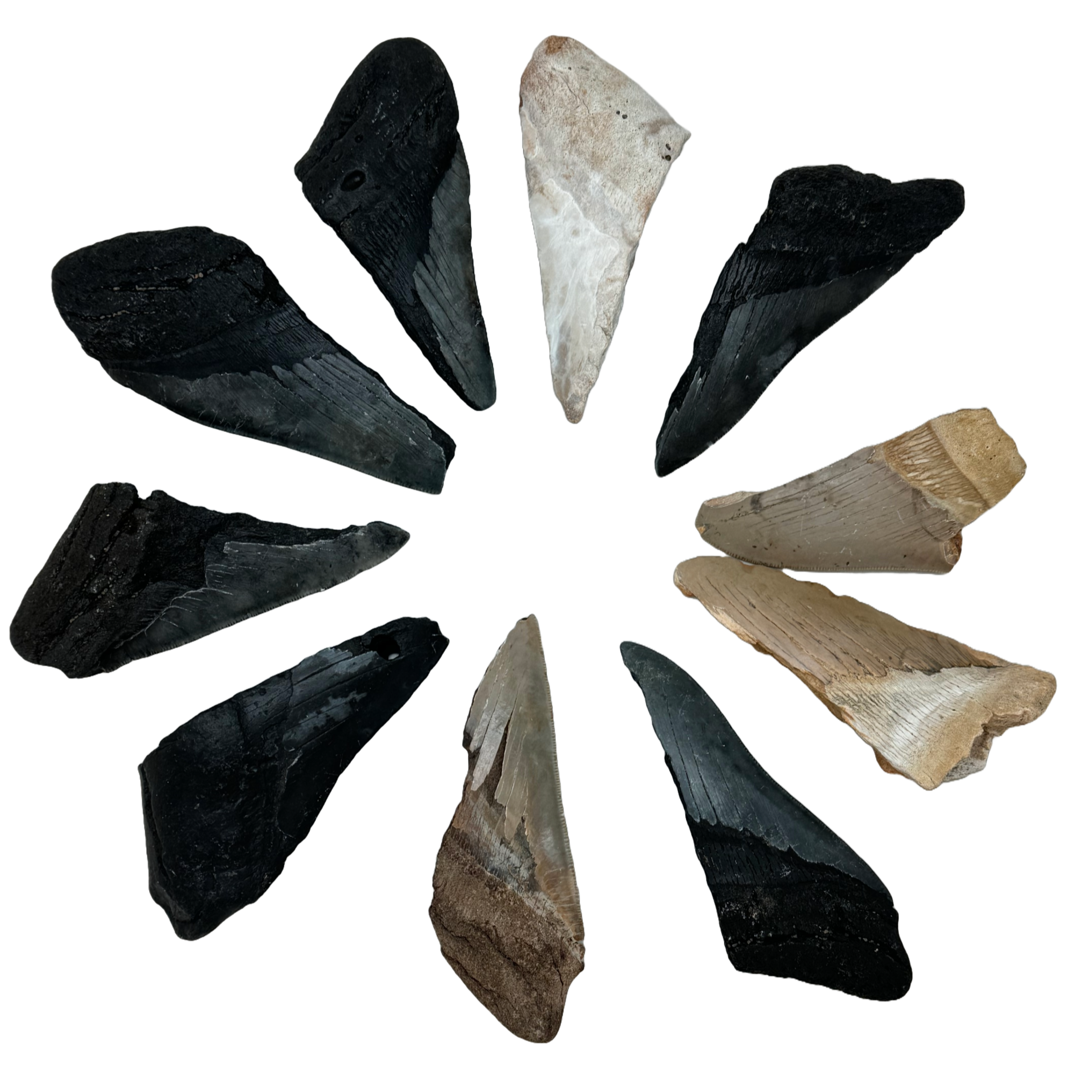 Megalodon Tooth B grade 1/2