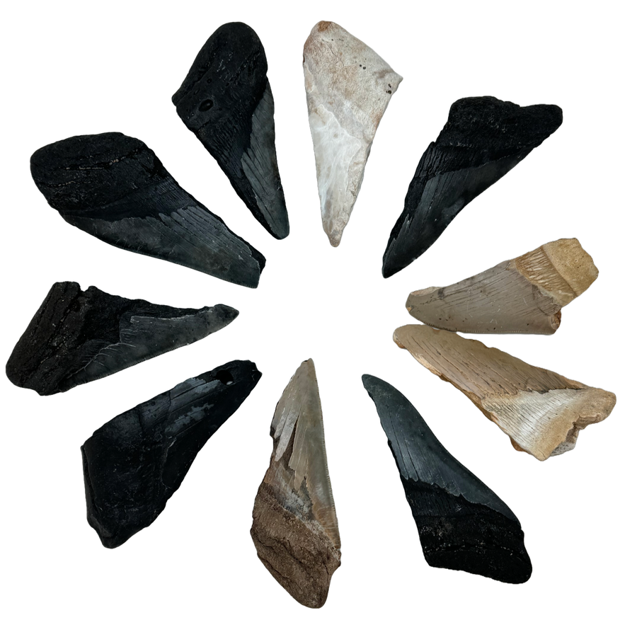 Megalodon Tooth B grade 1/2