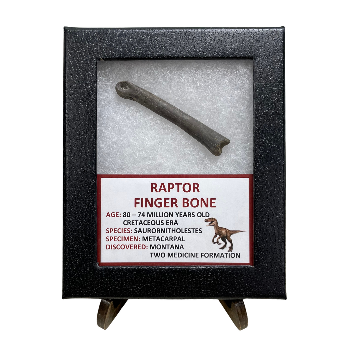 Raptor Finger Bone