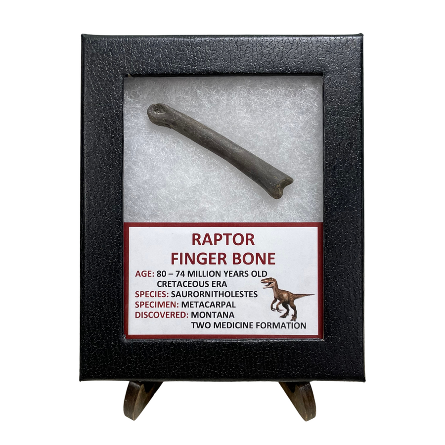 Raptor Finger Bone