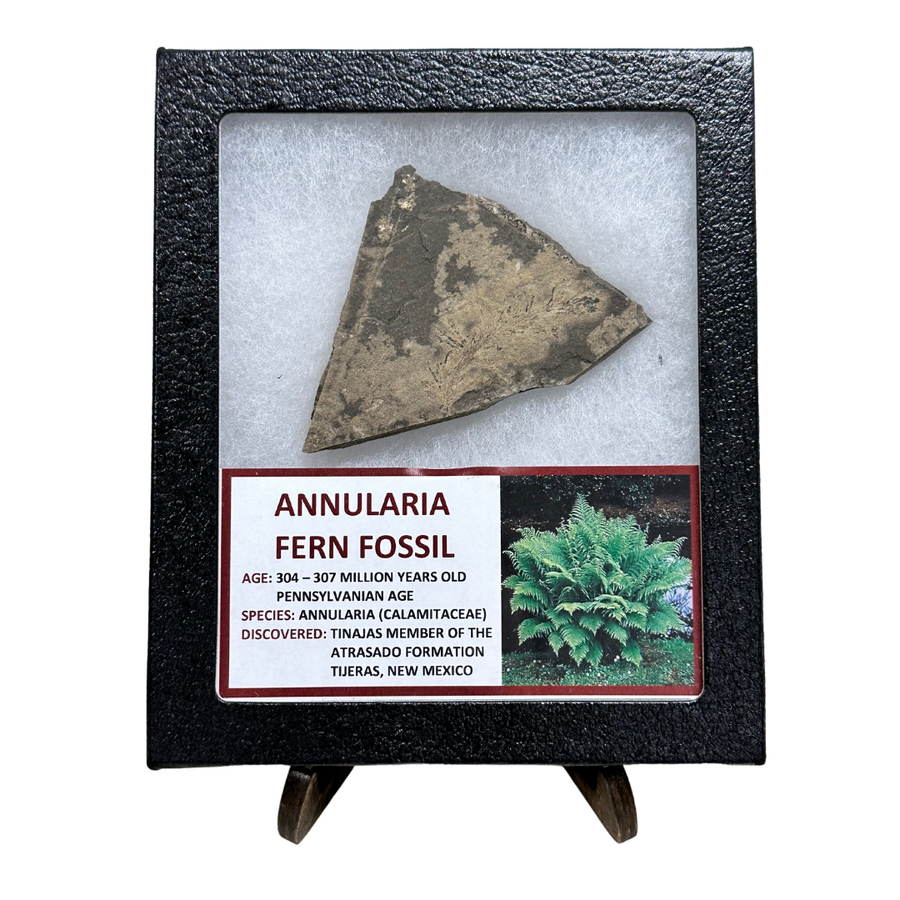 Annularia Fern Fossil