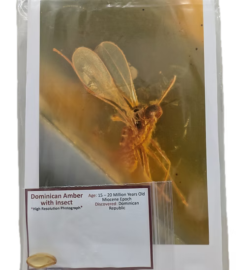 Dominican Amber with Insects