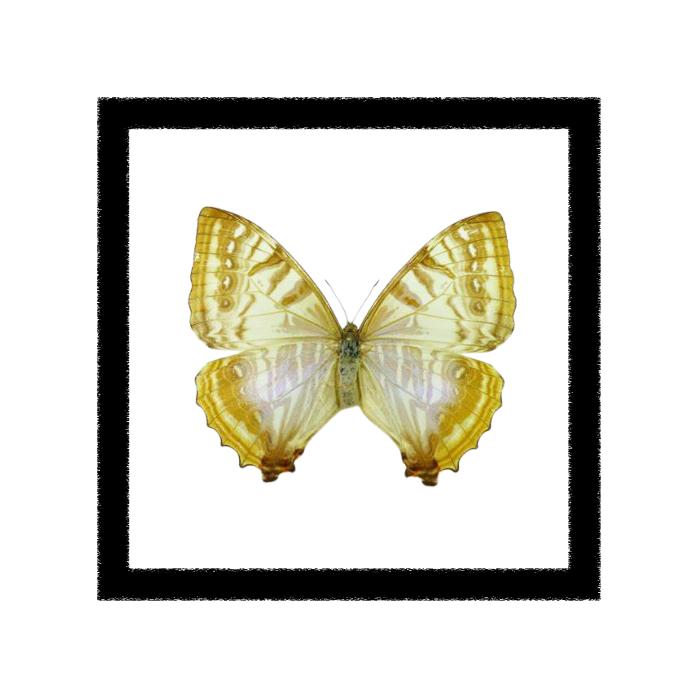 Morpho Sulkowskyi