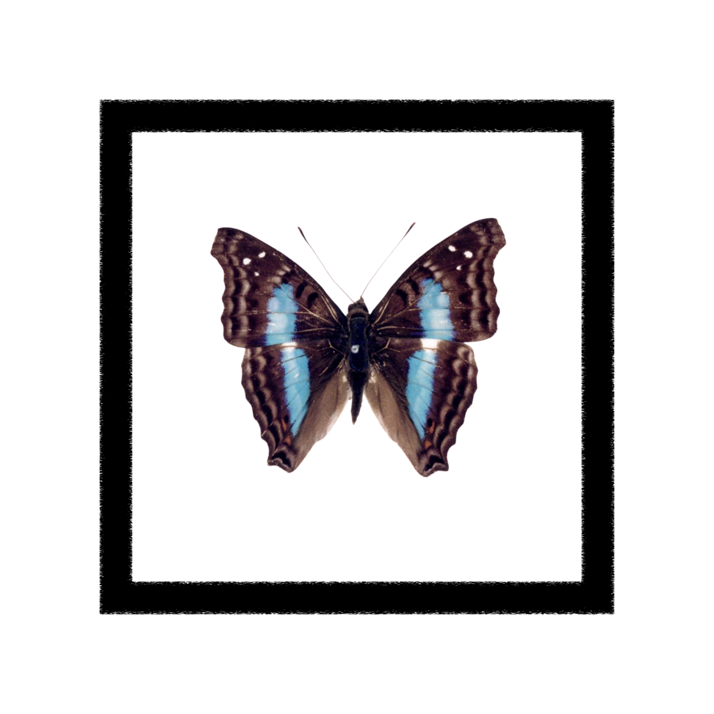 Doxocopa Laurentia