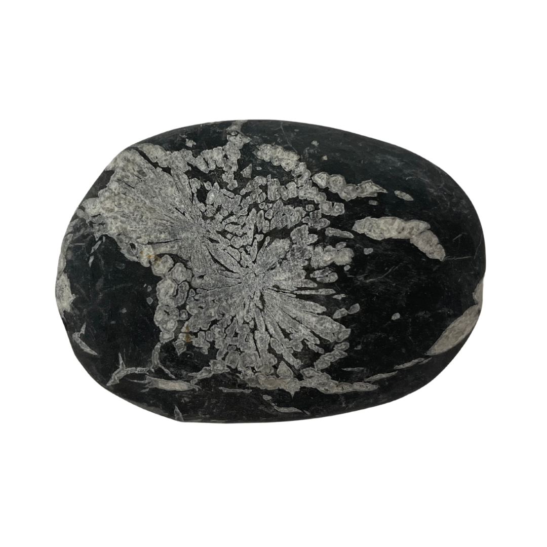 Chrysanthemum Stone