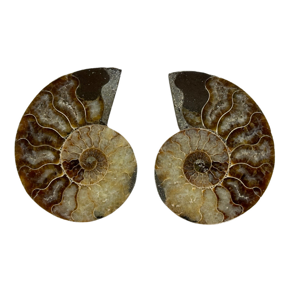 Sliced Ammonite Fossil Pair