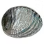 Polished Abalone Shell