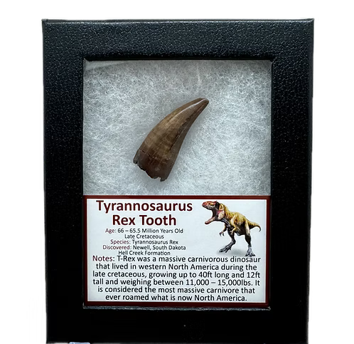 Tyrannosaurus Rex Tooth – Hell Creek Formation, South Dakota (66 Million Years Old)