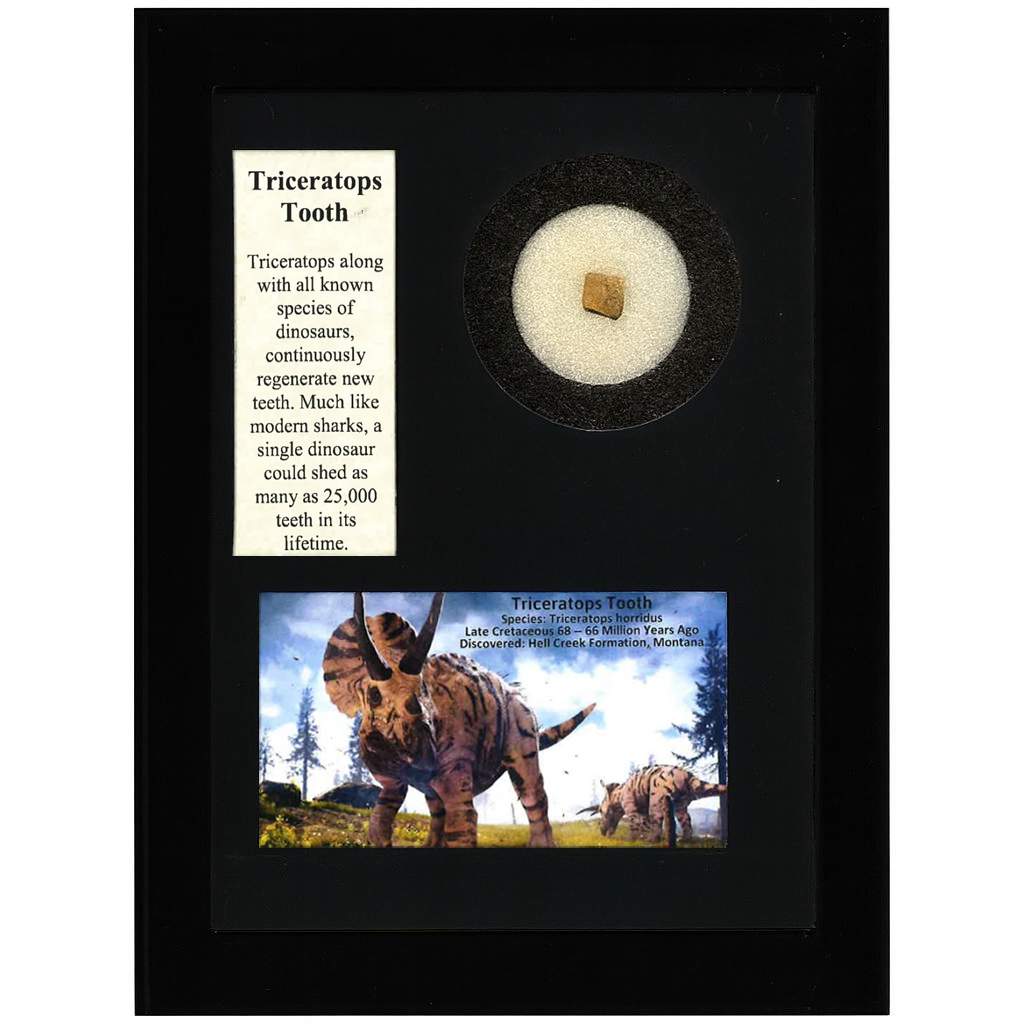 Triceratops Tooth Display