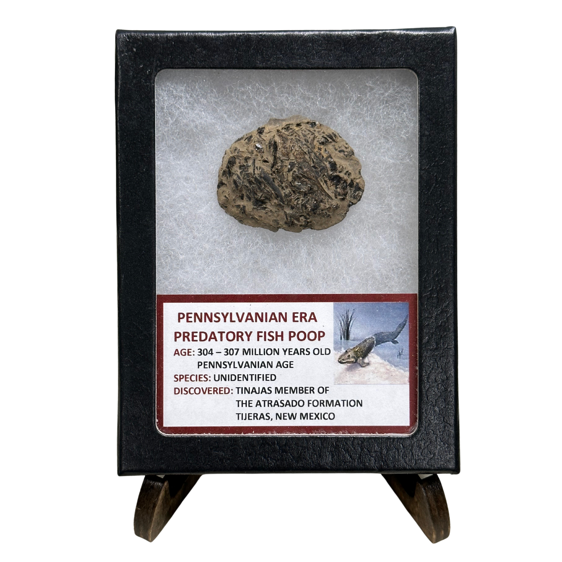 Pennsylvanian Era Predatory Fish Poop