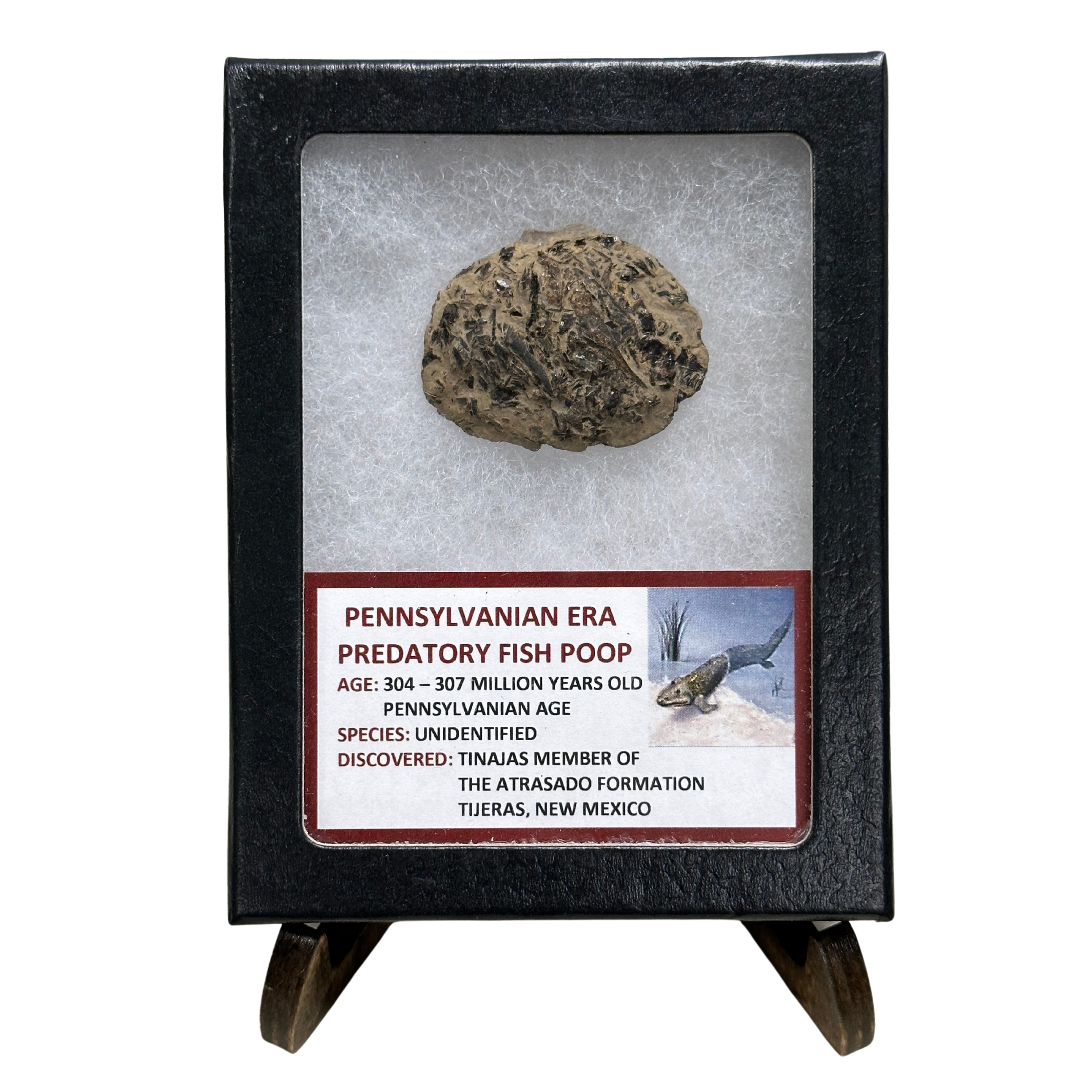 Pennsylvanian Era Predatory Fish Poop