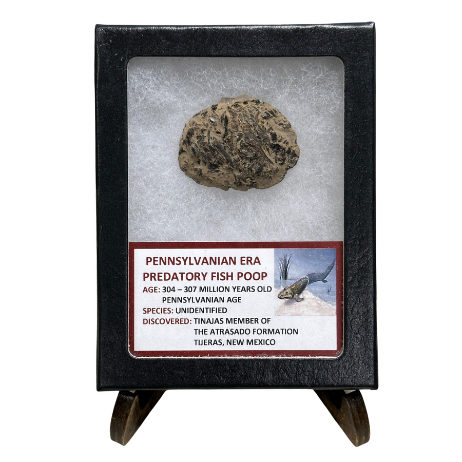 Pennsylvanian Era Predatory Fish Poop