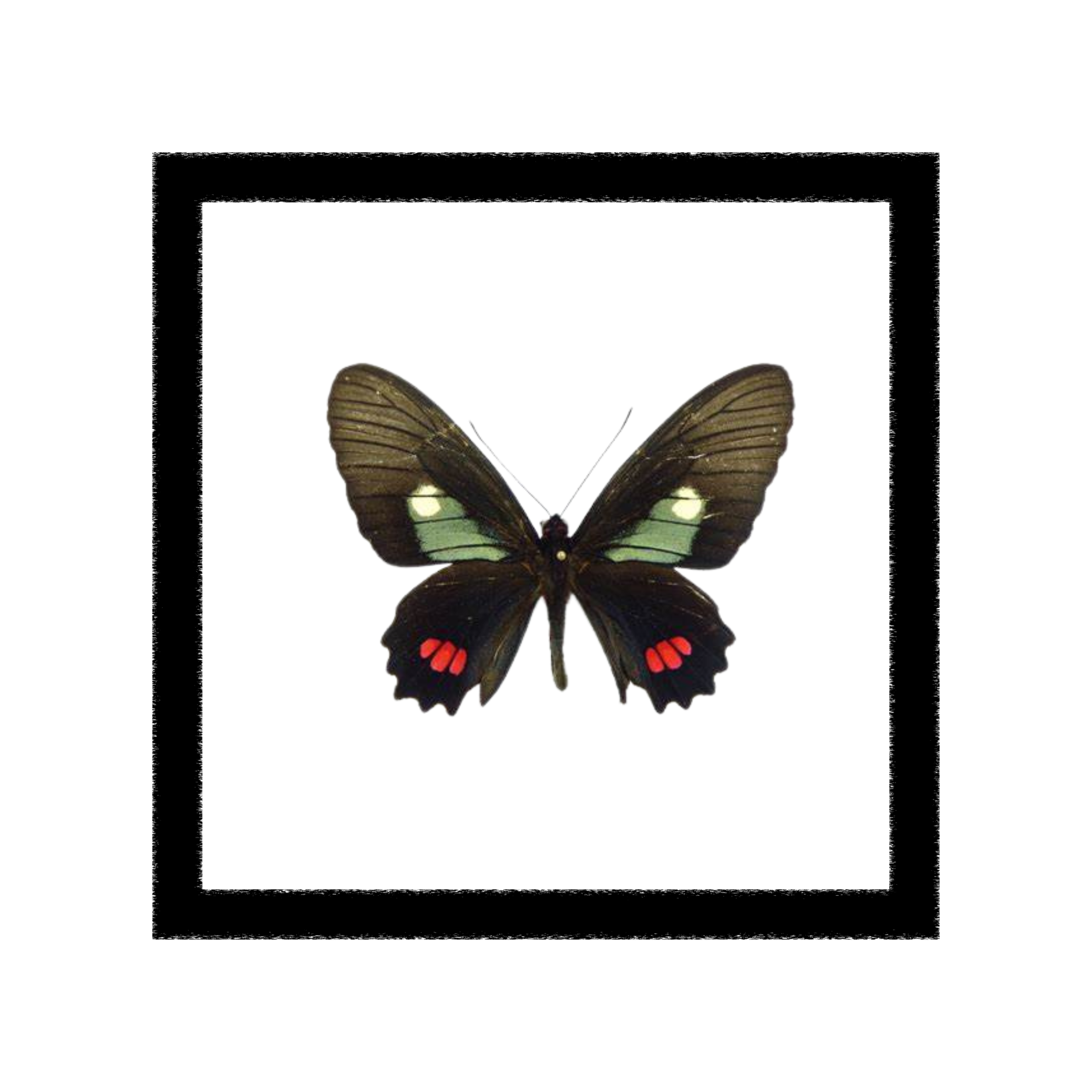 Parides Erithalion