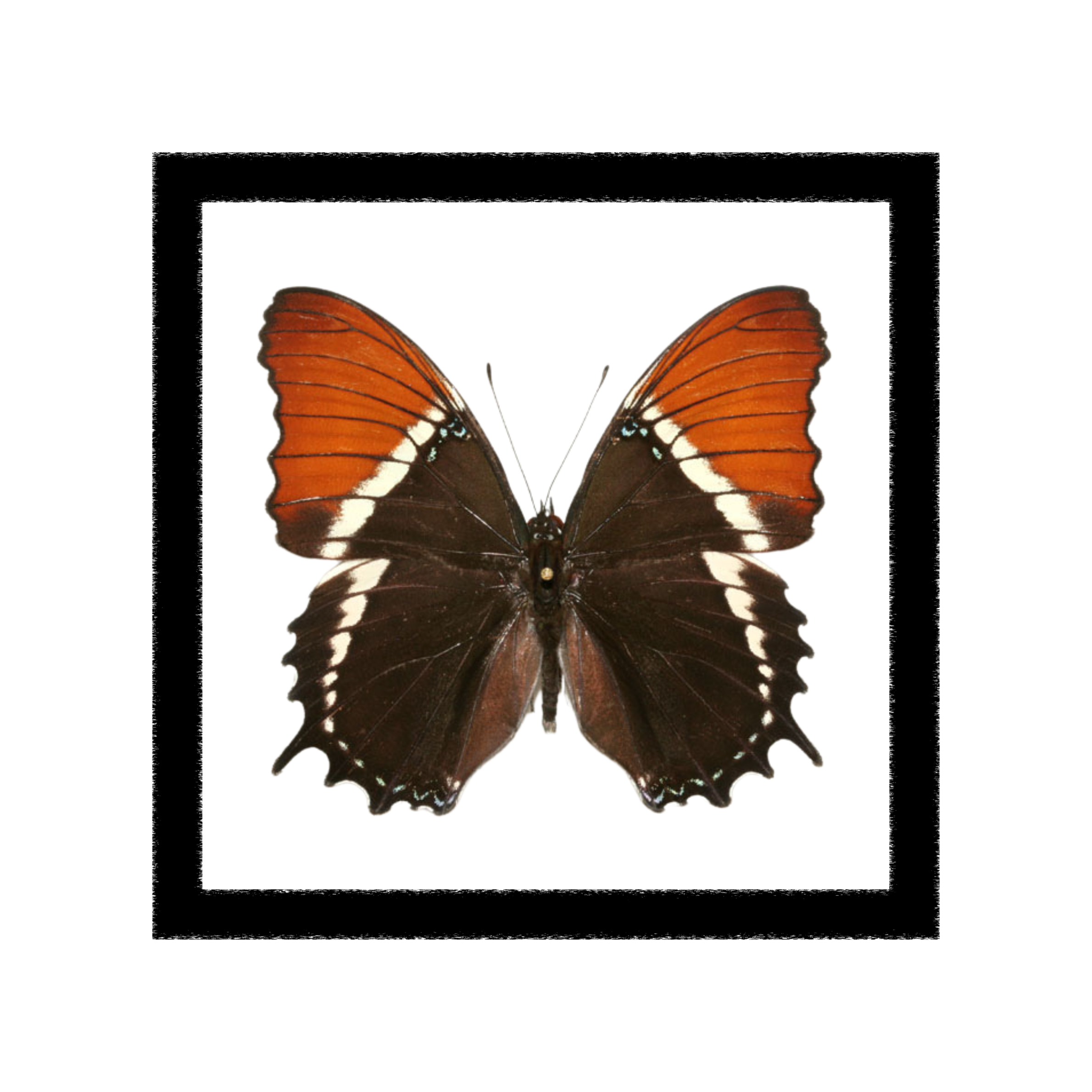 Siproeta Epaphus