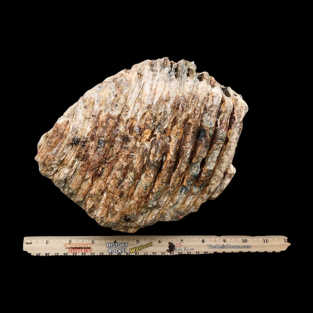 Authentic Woolly Mammoth Tooth Fossil (25,000–40,000 Years Old) – Found in England