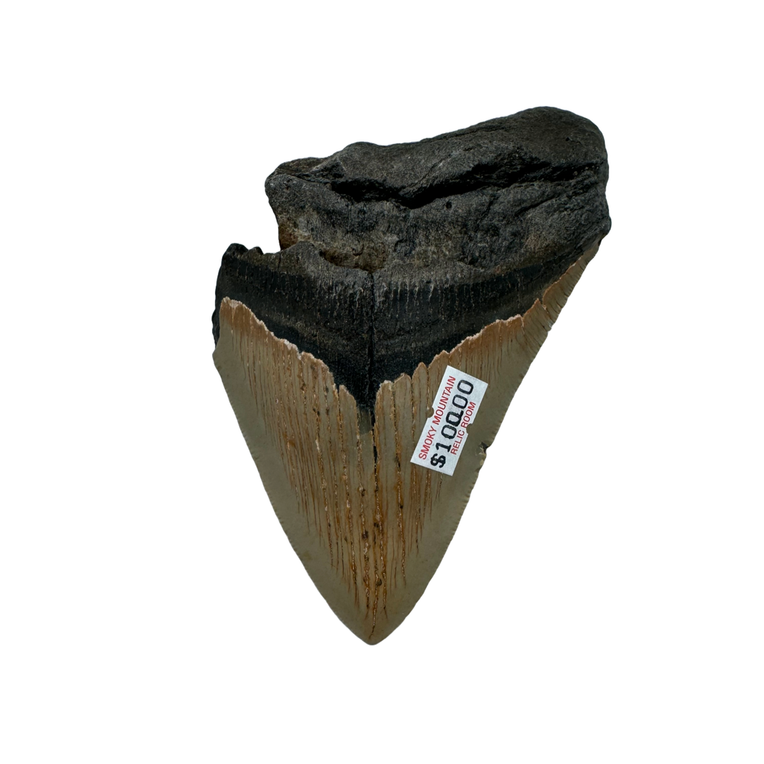 Megalodon Tooth A grade 3/4
