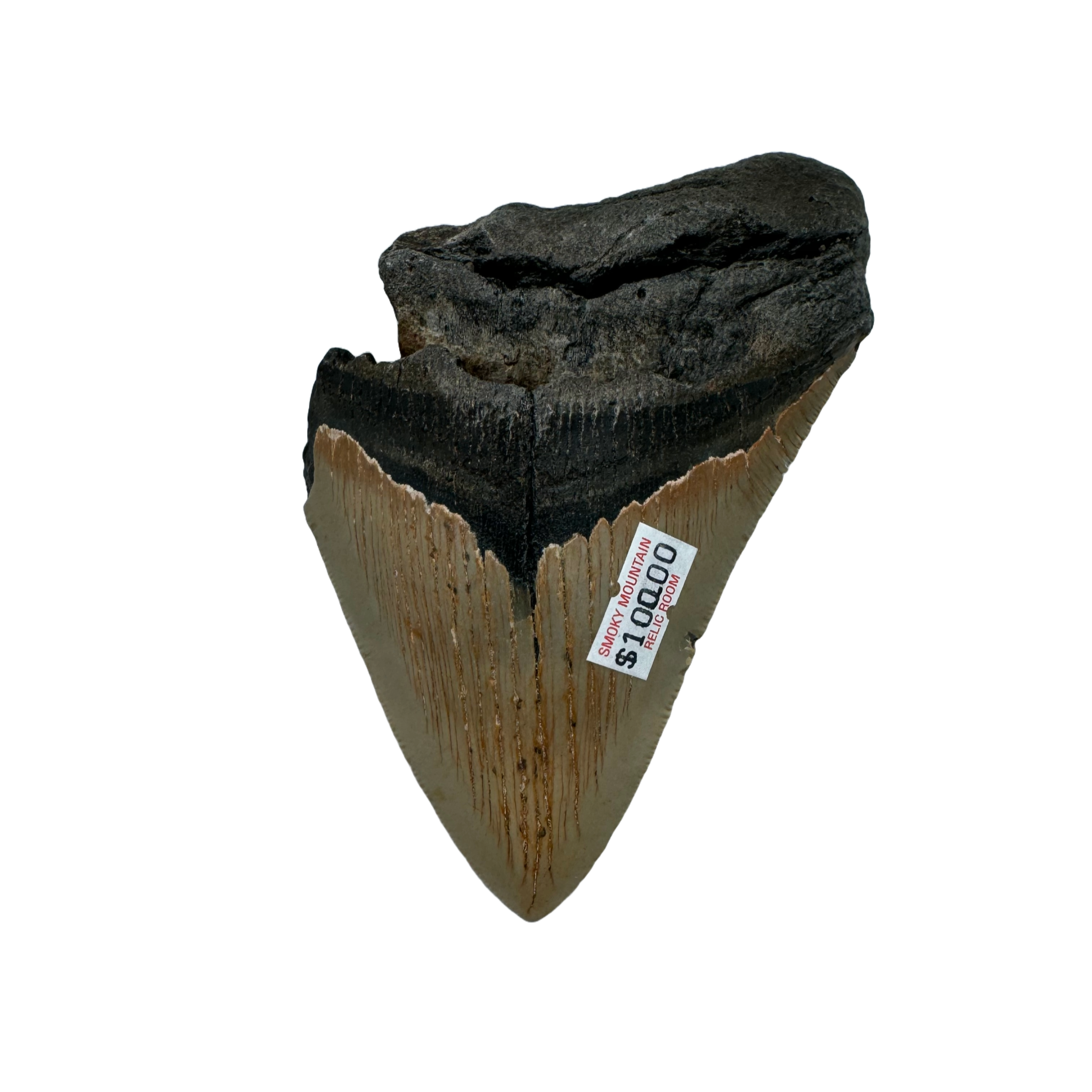 Megalodon Tooth A grade 3/4