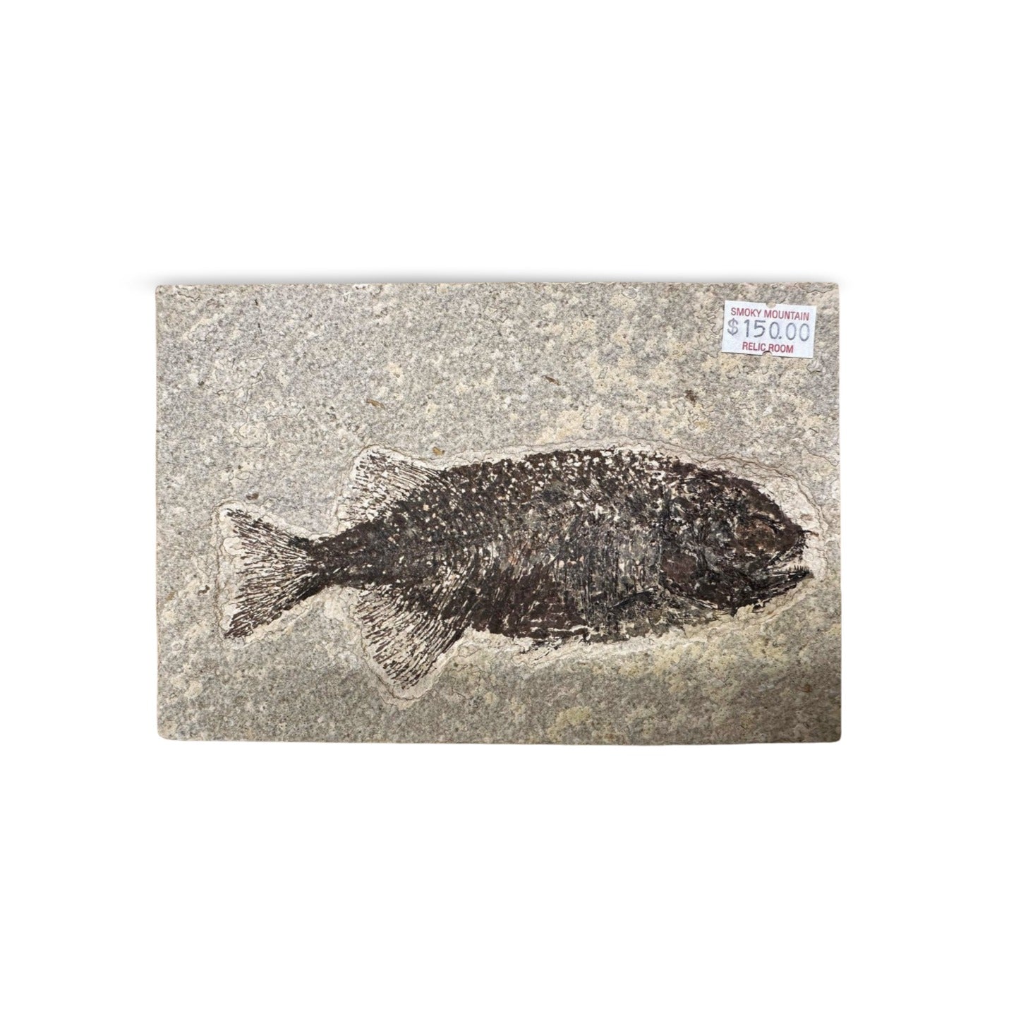 Ancient Fossil Fish