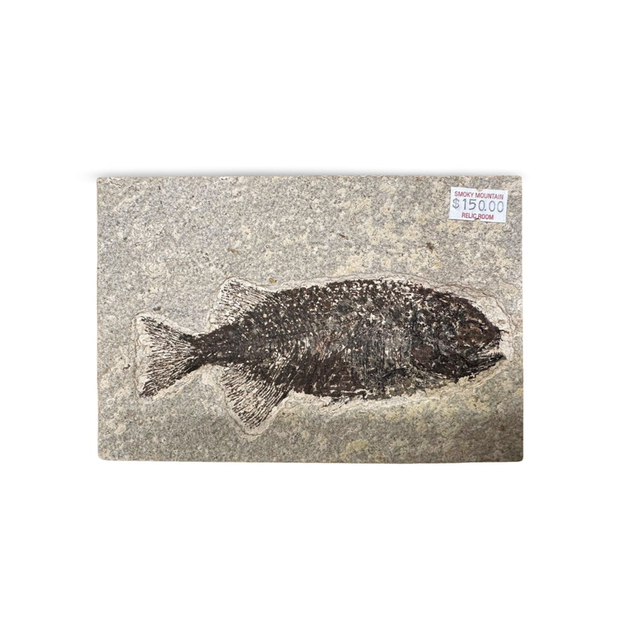 Ancient Fossil Fish