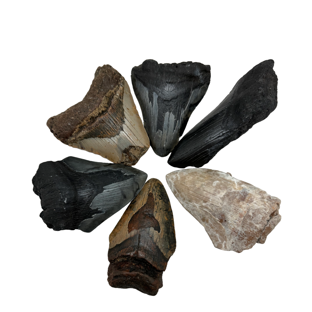 Megalodon Tooth B grade 3/4 Large