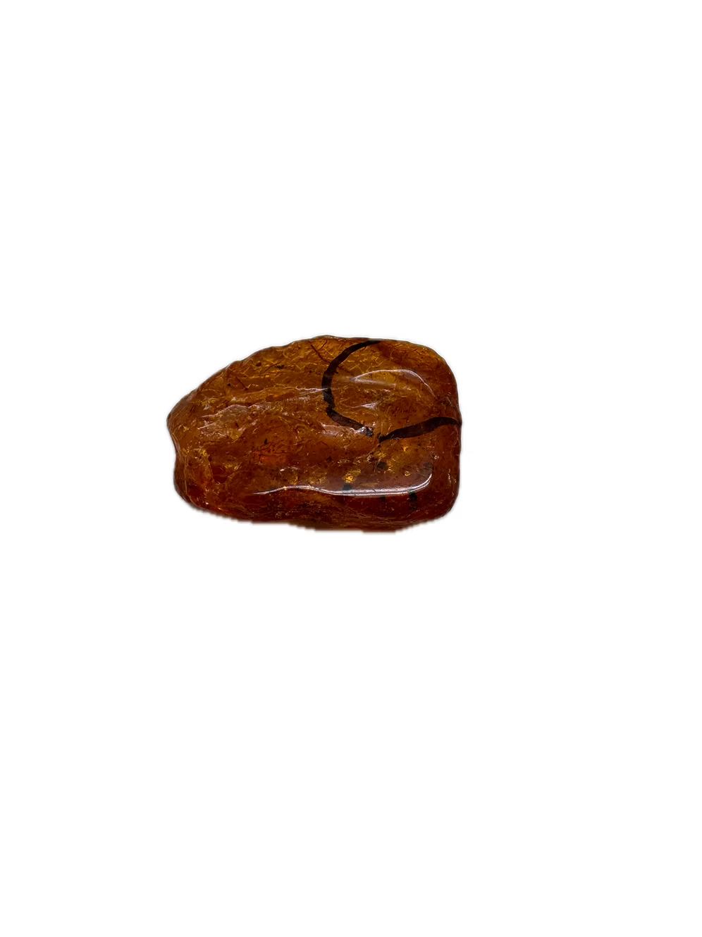Fossil Amber With Insects