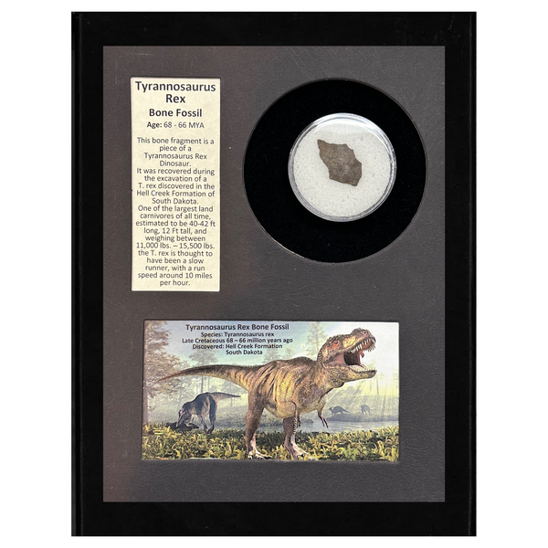 Tyrannosaurus Rex Bone Fossil