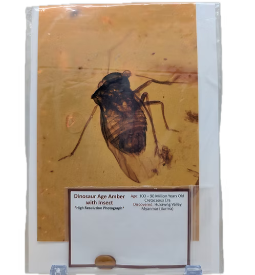 Dinosaur Age Amber with Insects