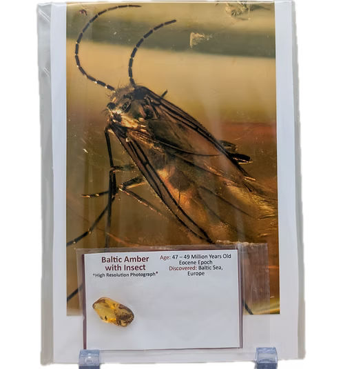 Baltic Amber with Insect
