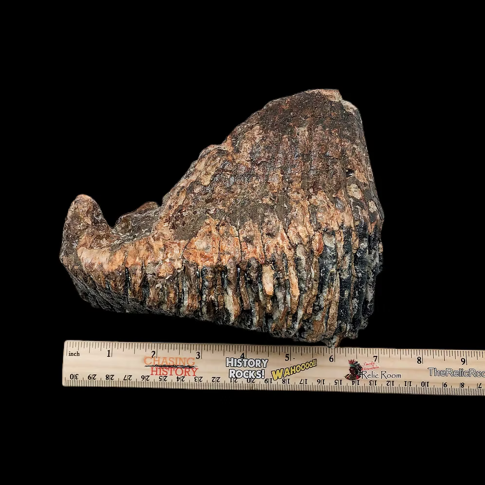 Ice Age Woolly Mammoth Tooth Fossil – Authentic Pleistocene Specimen (England)