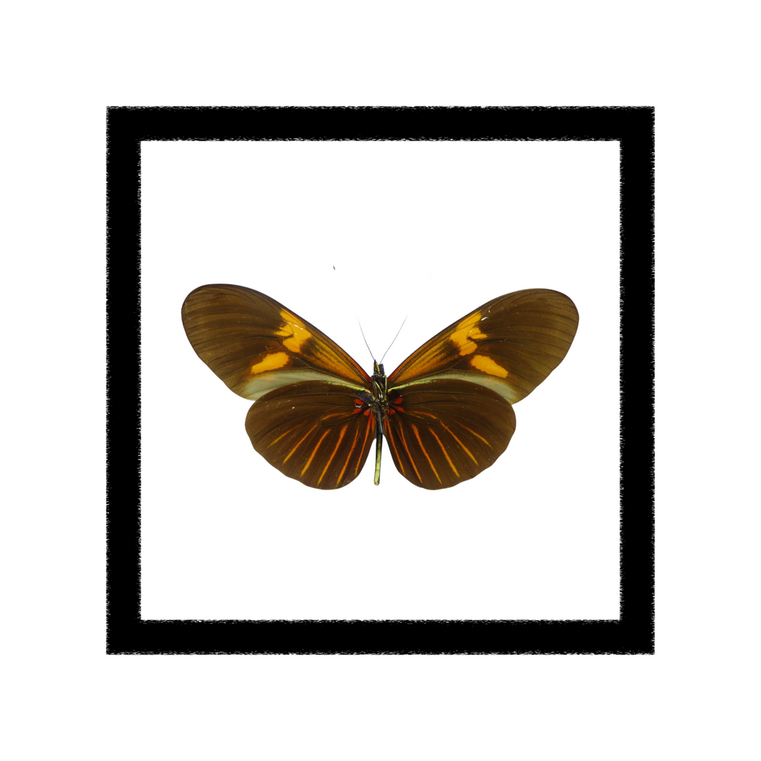 Heliconius Erato