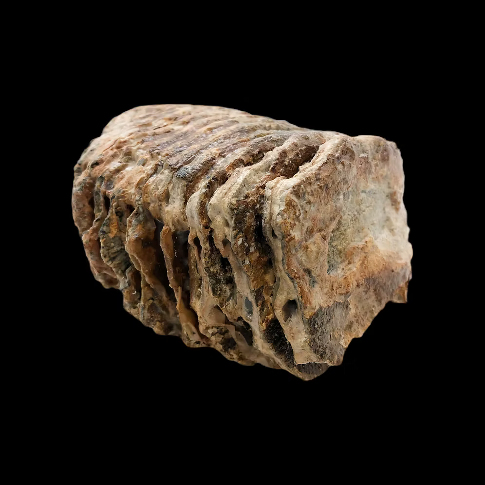 Authentic Woolly Mammoth Tooth Fossil (25,000–40,000 Years Old) – Found in England
