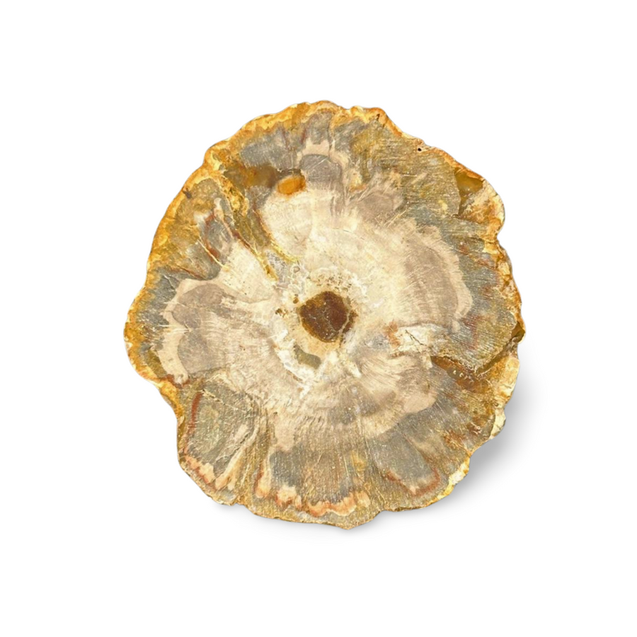 Petrified Wood Slice