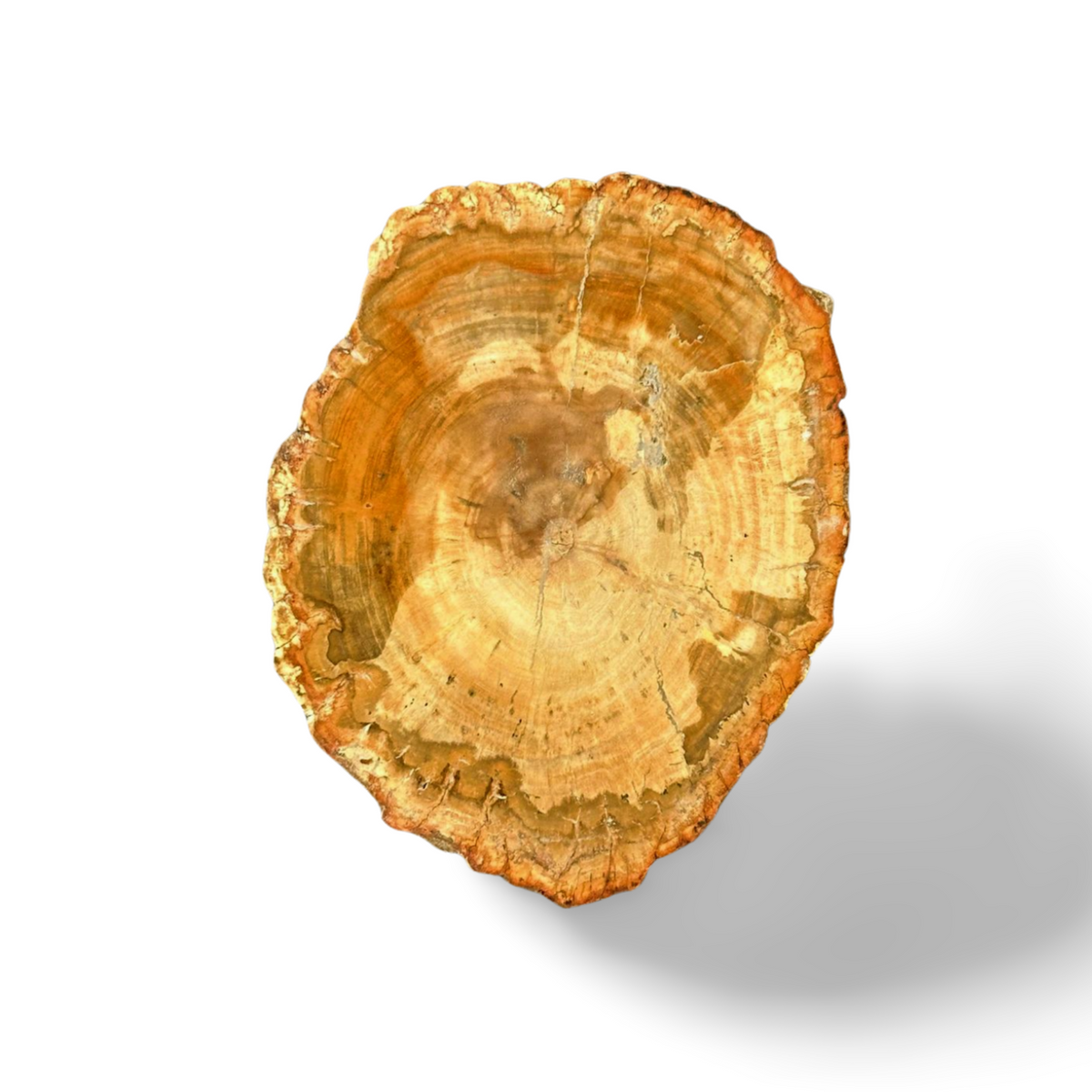 Petrified Wood Slice