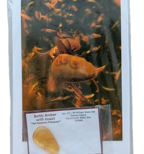 Baltic Amber with Insect