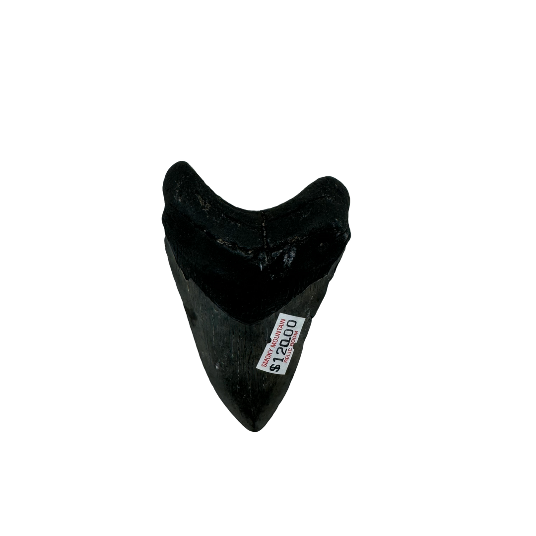Megalodon Tooth A+ grade