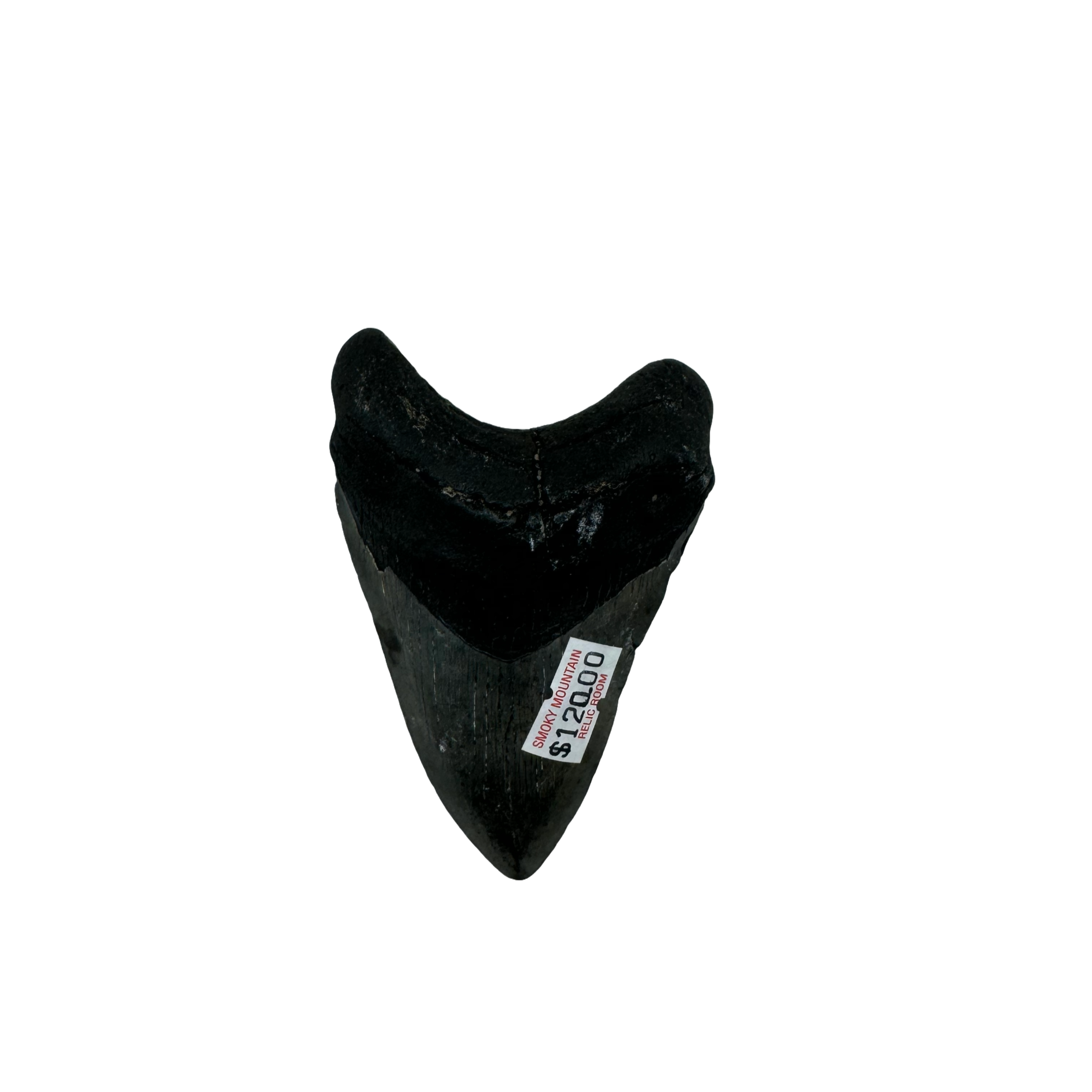 Megalodon Tooth A+ grade