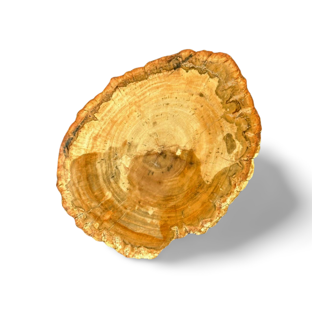 Petrified Wood Slice