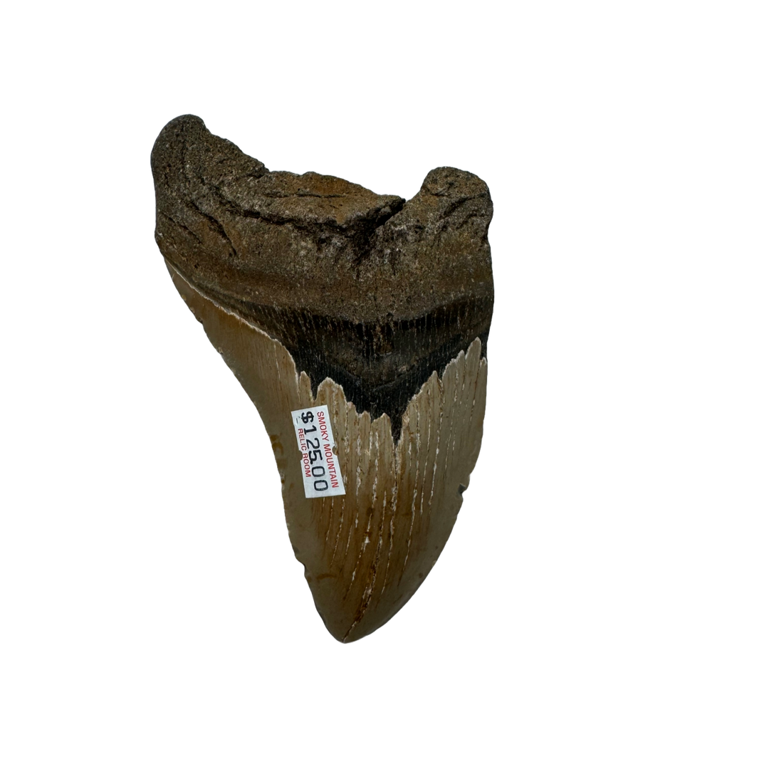 Megalodon Tooth A grade 3/4