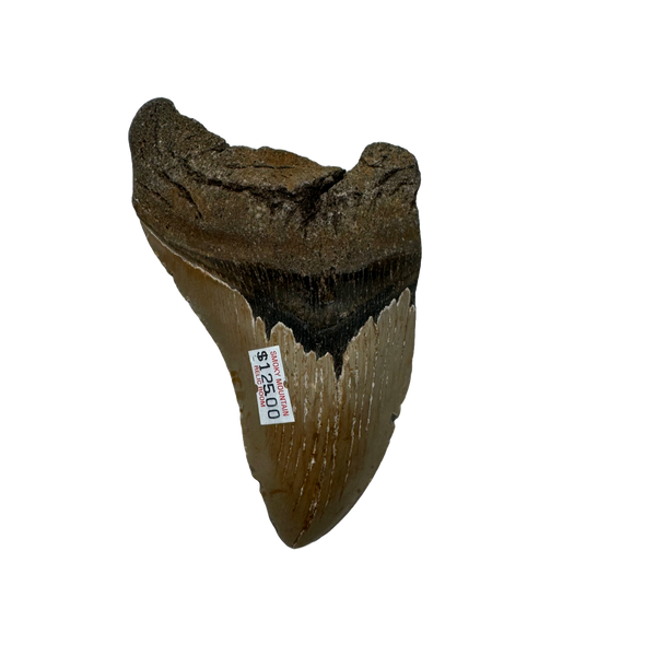 Megalodon Tooth A grade 3/4