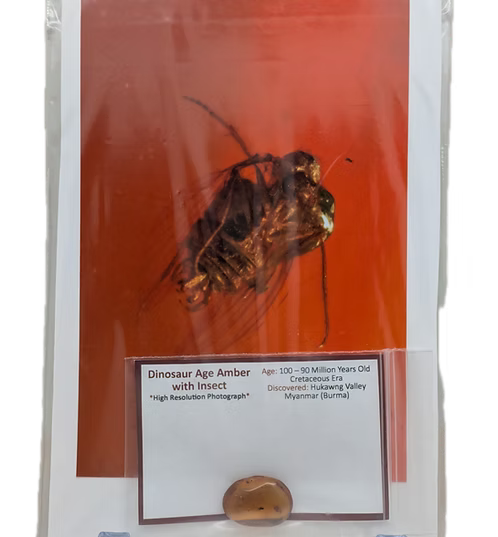 Dinosaur Age Amber with Insects
