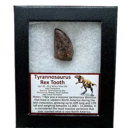 Tyrannosaurus Rex Tooth – Hell Creek Formation (66 Million Years Old, Natural Wear Specimen)