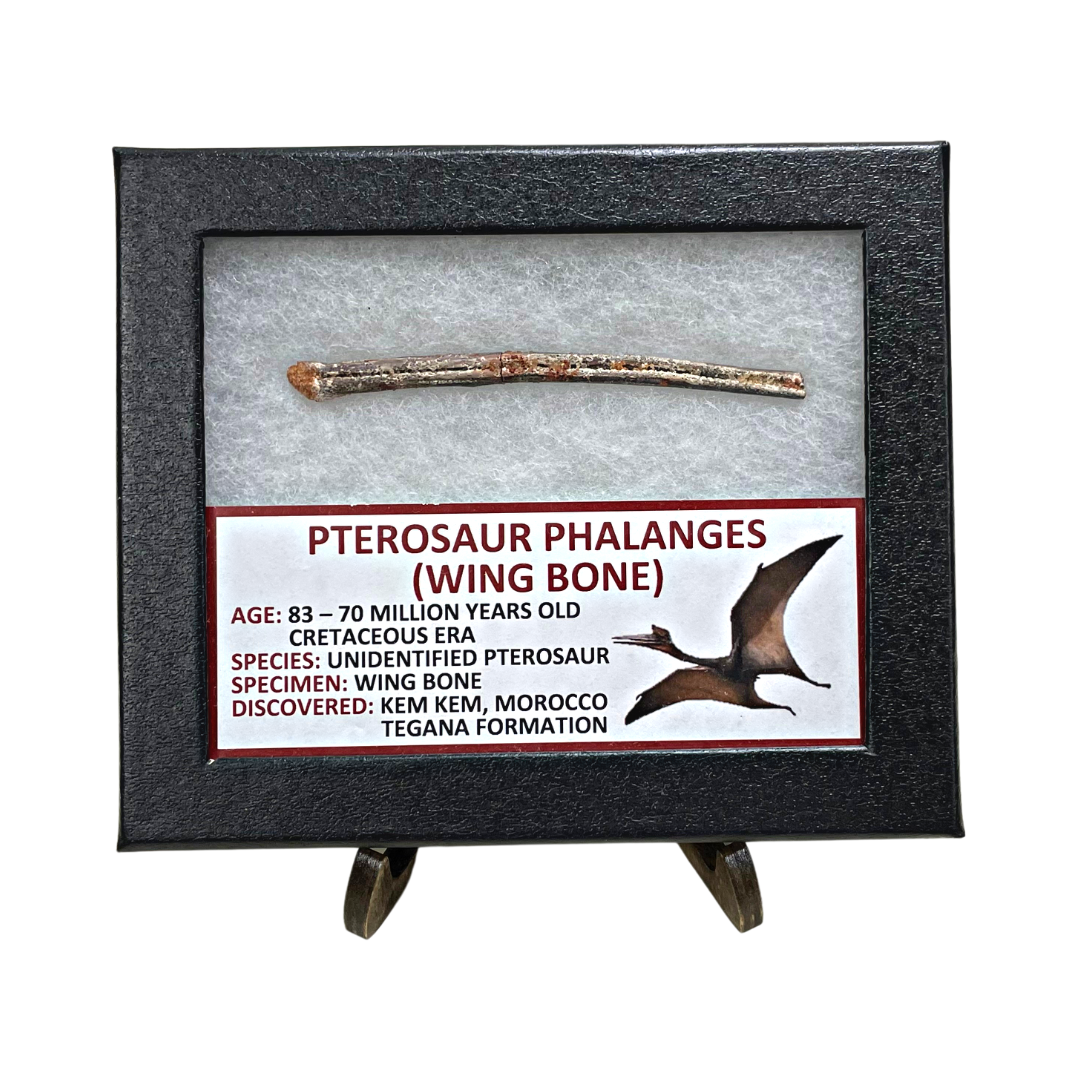 Pterosaur Phalanges (Wing Bone)
