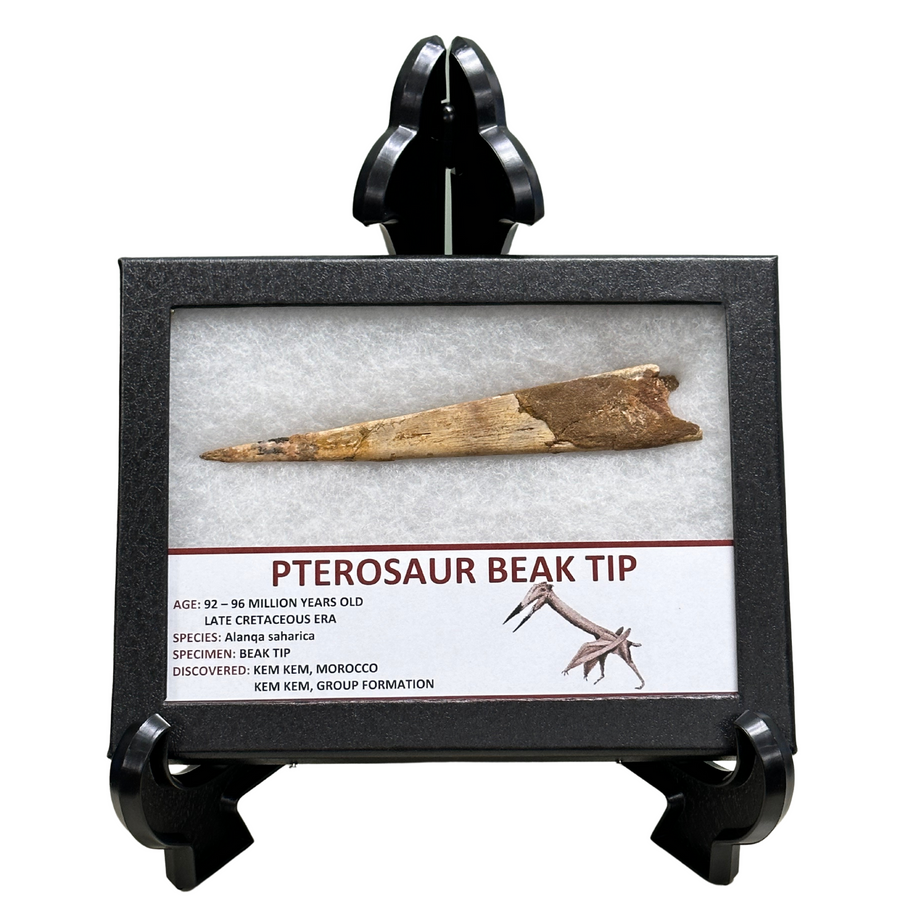Pterosaur Beak Tip